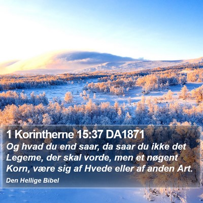 1 Korintherne 15:37 DA1871 Bible Verse Image