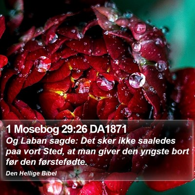 1 Mosebog 29:26 DA1871 Bible Verse Image