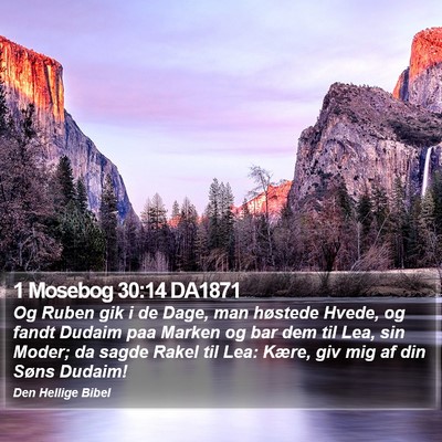1 Mosebog 30:14 DA1871 Bible Verse Image