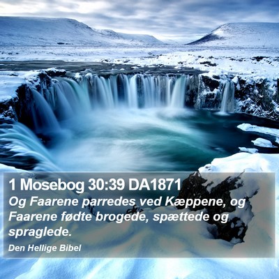 1 Mosebog 30:39 DA1871 Bible Verse Image