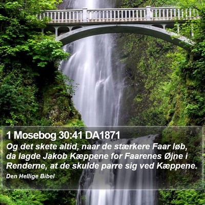 1 Mosebog 30:41 DA1871 Bible Verse Image