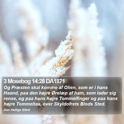 3 Mosebog 14:28 DA1871 Bible Verse Image