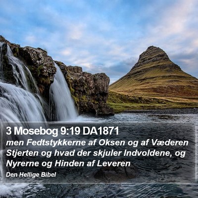 3 Mosebog 9:19 DA1871 Bible Verse Image