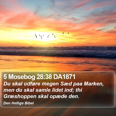 5 Mosebog 28:38 DA1871 Bible Verse Image