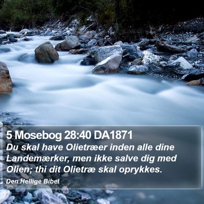 5 Mosebog 28:40 DA1871 Bible Verse Image