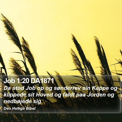 Job 1:20 DA1871 Bible Verse Image