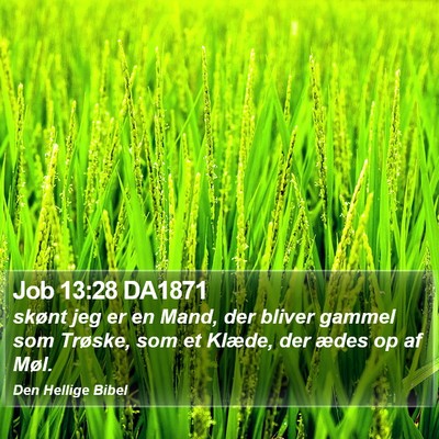 Job 13:28 DA1871 Bible Verse Image