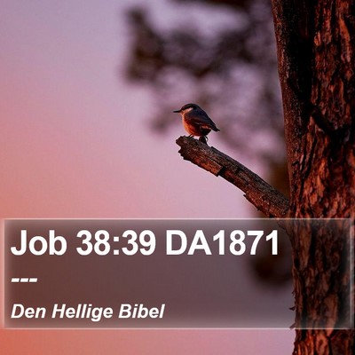 Job 38:39 DA1871 Bible Verse Image