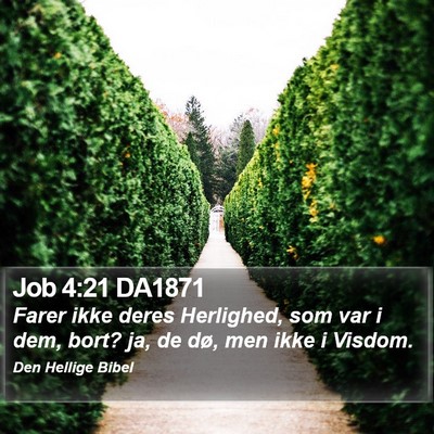 Job 4:21 DA1871 Bible Verse Image