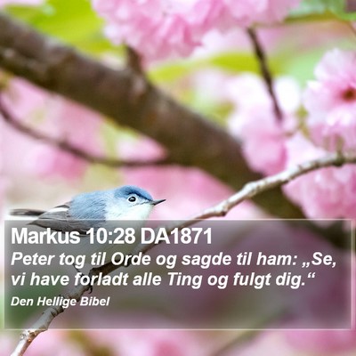 Markus 10:28 DA1871 Bible Verse Image