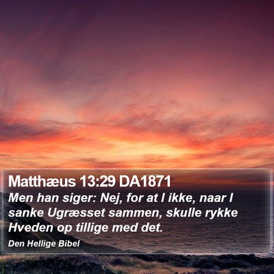 Matthæus 13:29 DA1871 Bible Verse Image