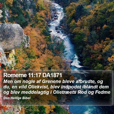 Romerne 11:17 DA1871 Bible Verse Image