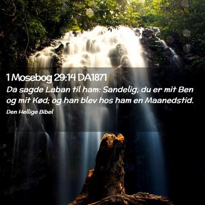 Picture 02 - 1 Mosebog 29:14 DA1871 - Da sagde Laban til ham: Sandelig, du er mit Ben - Bible Verse Picture