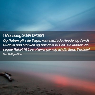 Picture 02 - 1 Mosebog 30:14 DA1871 - Og Ruben gik i de Dage, man høstede Hvede, og - Bible Verse Picture