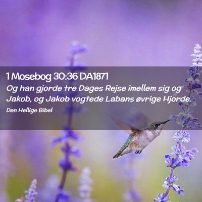 Picture 02 - 1 Mosebog 30:36 DA1871 - Og han gjorde tre Dages Rejse imellem sig og - Bible Verse Picture
