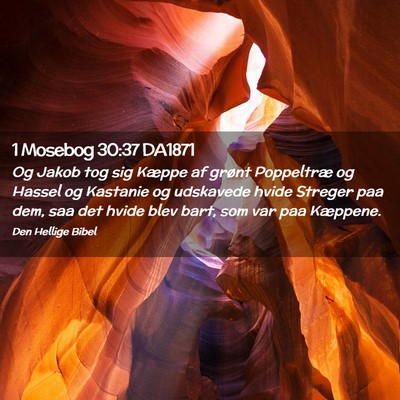 Picture 02 - 1 Mosebog 30:37 DA1871 - Og Jakob tog sig Kæppe af grønt Poppeltræ og - Bible Verse Picture