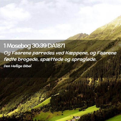 Picture 02 - 1 Mosebog 30:39 DA1871 - Og Faarene parredes ved Kæppene, og Faarene - Bible Verse Picture