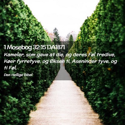 Picture 02 - 1 Mosebog 32:15 DA1871 - Kameler, som gave at die, og deres Føl tredive, - Bible Verse Picture