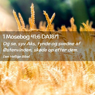 Picture 02 - 1 Mosebog 41:6 DA1871 - Og se, syv Aks, tynde og svedne af Østenvinden, - Bible Verse Picture
