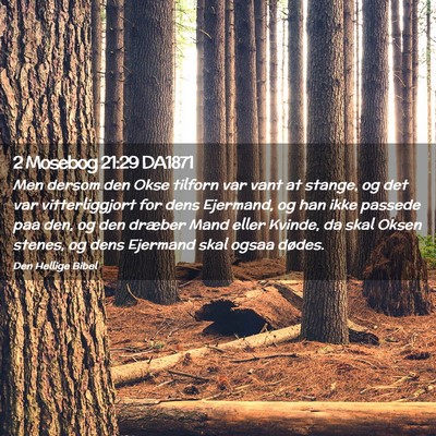 Picture 02 - 2 Mosebog 21:29 DA1871 - Men dersom den Okse tilforn var vant at stange, - Bible Verse Picture
