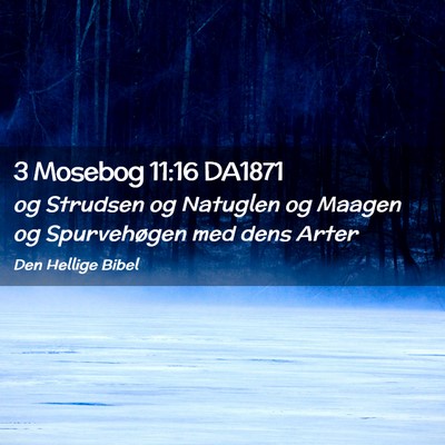 Picture 02 - 3 Mosebog 11:16 DA1871 - og Strudsen og Natuglen og Maagen og Spurvehøgen - Bible Verse Picture