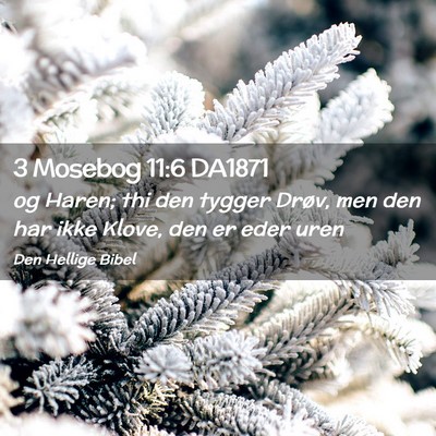 Picture 02 - 3 Mosebog 11:6 DA1871 - og Haren; thi den tygger Drøv, men den har ikke - Bible Verse Picture
