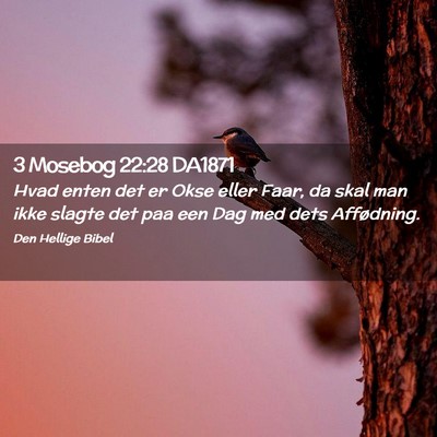 Picture 02 - 3 Mosebog 22:28 DA1871 - Hvad enten det er Okse eller Faar, da skal man - Bible Verse Picture