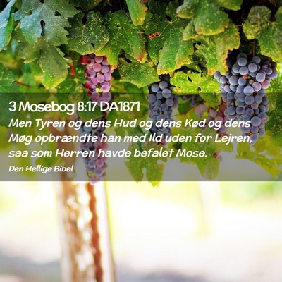 Picture 02 - 3 Mosebog 8:17 DA1871 - Men Tyren og dens Hud og dens Kød og dens Møg - Bible Verse Picture