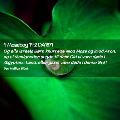 Picture 02 - 4 Mosebog 14:2 DA1871 - Og alle Israels Børn knurrede imod Mose og imod - Bible Verse Picture