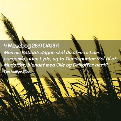 Picture 02 - 4 Mosebog 28:9 DA1871 - Men om Sabbatsdagen skal du ofre to Lam, - Bible Verse Picture