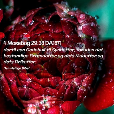 Picture 02 - 4 Mosebog 29:38 DA1871 - dertil een Gedebuk til Syndoffer, foruden det - Bible Verse Picture