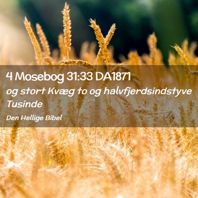 Picture 02 - 4 Mosebog 31:33 DA1871 - og stort Kvæg to og halvfjerdsindstyve - Bible Verse Picture