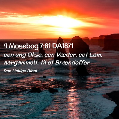 Picture 02 - 4 Mosebog 7:81 DA1871 - een ung Okse, een Væder, eet Lam, aargammelt, - Bible Verse Picture