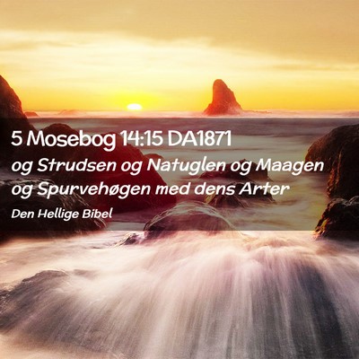Picture 02 - 5 Mosebog 14:15 DA1871 - og Strudsen og Natuglen og Maagen og Spurvehøgen - Bible Verse Picture