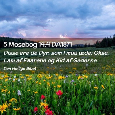 Picture 02 - 5 Mosebog 14:4 DA1871 - Disse ere de Dyr, som I maa æde: Okse, Lam af - Bible Verse Picture