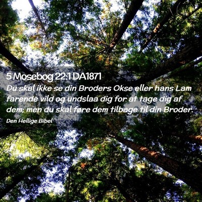 Picture 02 - 5 Mosebog 22:1 DA1871 - Du skal ikke se din Broders Okse eller hans Lam - Bible Verse Picture