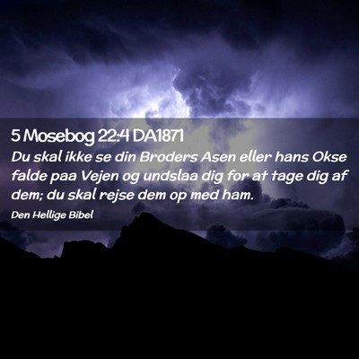 Picture 02 - 5 Mosebog 22:4 DA1871 - Du skal ikke se din Broders Asen eller hans Okse - Bible Verse Picture