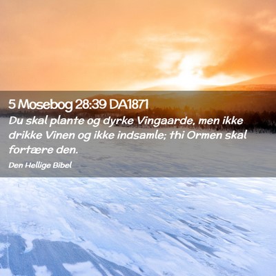 Picture 02 - 5 Mosebog 28:39 DA1871 - Du skal plante og dyrke Vingaarde, men ikke - Bible Verse Picture