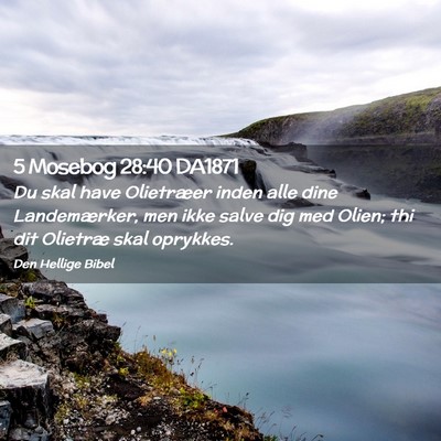 Picture 02 - 5 Mosebog 28:40 DA1871 - Du skal have Olietræer inden alle dine - Bible Verse Picture