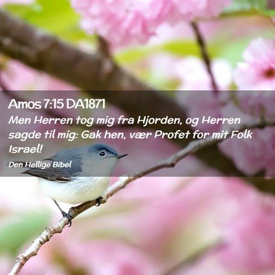 Picture 02 - Amos 7:15 DA1871 - Men Herren tog mig fra Hjorden, og Herren sagde - Bible Verse Picture