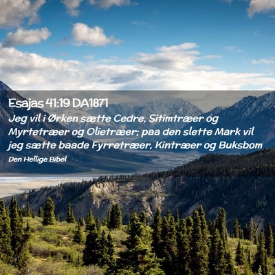 Picture 02 - Esajas 41:19 DA1871 - Jeg vil i Ørken sætte Cedre, Sitimtræer og - Bible Verse Picture