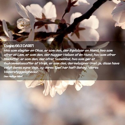 Picture 02 - Esajas 66:3 DA1871 - Hvo som slagter en Okse, er som den, der - Bible Verse Picture