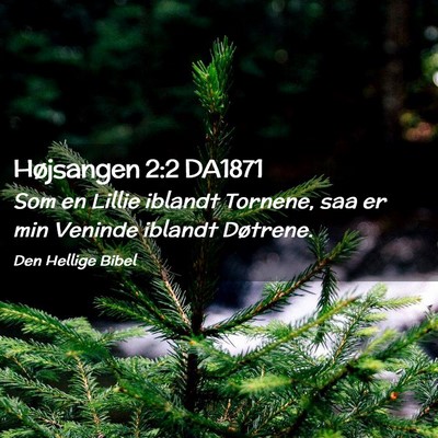 Picture 02 - Højsangen 2:2 DA1871 - Som en Lillie iblandt Tornene, saa er min Veninde - Bible Verse Picture