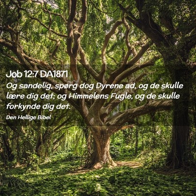 Picture 02 - Job 12:7 DA1871 - Og sandelig, spørg dog Dyrene ad, og de skulle - Bible Verse Picture
