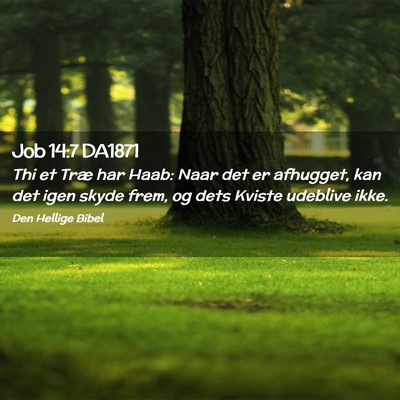 Picture 02 - Job 14:7 DA1871 - Thi et Træ har Haab: Naar det er afhugget, kan - Bible Verse Picture