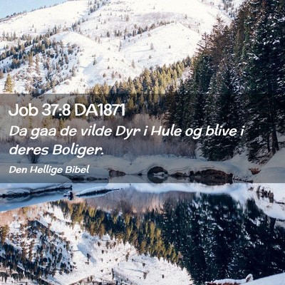Picture 02 - Job 37:8 DA1871 - Da gaa de vilde Dyr i Hule og blive i deres - Bible Verse Picture