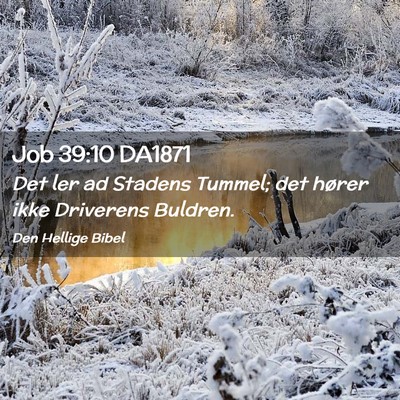 Picture 02 - Job 39:10 DA1871 - Det ler ad Stadens Tummel; det hører ikke - Bible Verse Picture