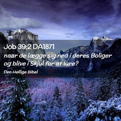 Picture 02 - Job 39:2 DA1871 - naar de lægge sig ned i deres Boliger og blive i - Bible Verse Picture