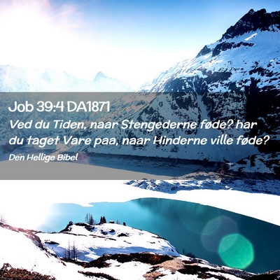 Picture 02 - Job 39:4 DA1871 - Ved du Tiden, naar Stengederne føde? har du - Bible Verse Picture