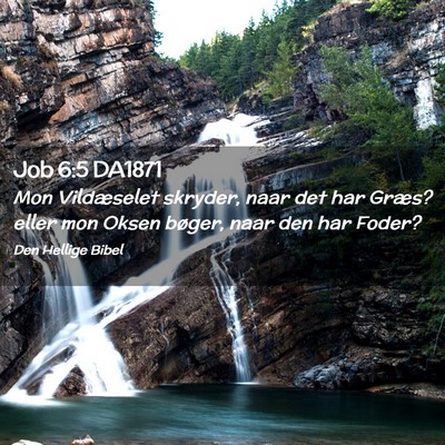 Picture 02 - Job 6:5 DA1871 - Mon Vildæselet skryder, naar det har Græs? - Bible Verse Picture
